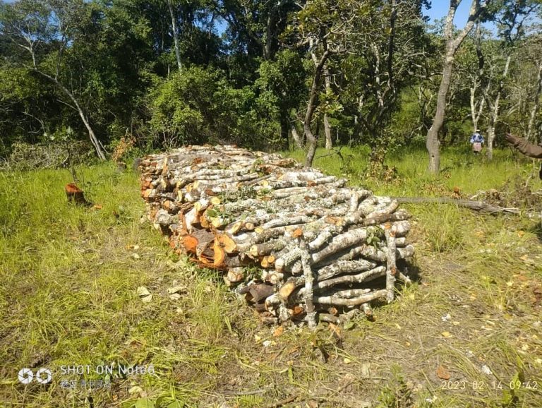 Malawi Forestry Products Under Siege: Huge Charcoal, Timber Crosses to Tanzania