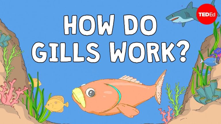 Why fish are better at breathing than you are