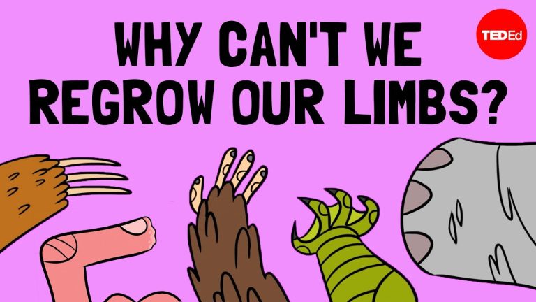 How do animals regrow their limbs? And why can’t humans do it?