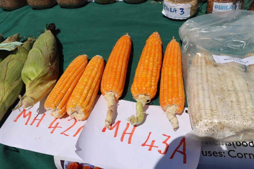 Slight Maize Price Movements in July has Mixed Effects