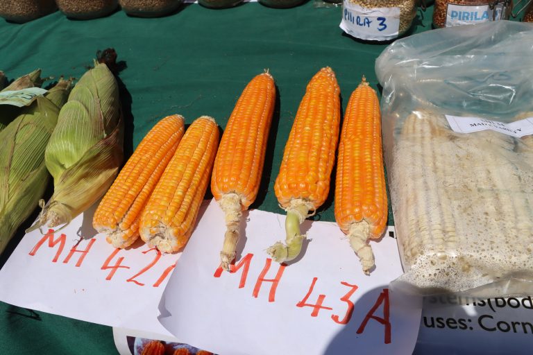 Slight Maize Price Movements in July has Mixed Effects