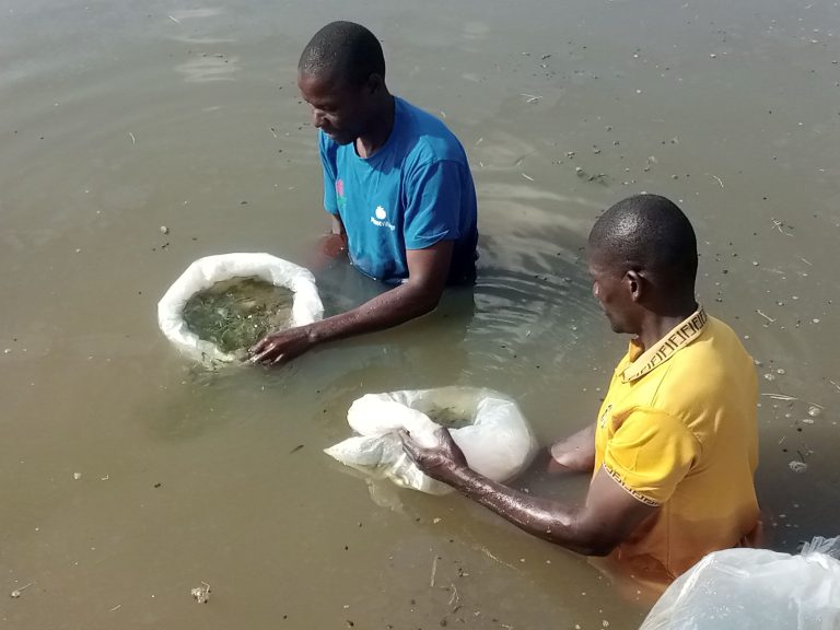 Kasungu communities urged to adopt fish farming