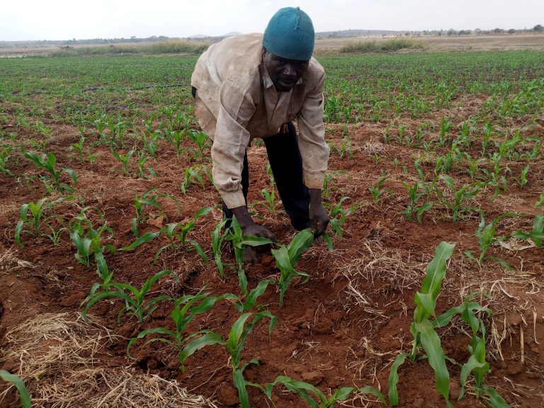 Feature: Bua River: watering hope for food security in Kasungu