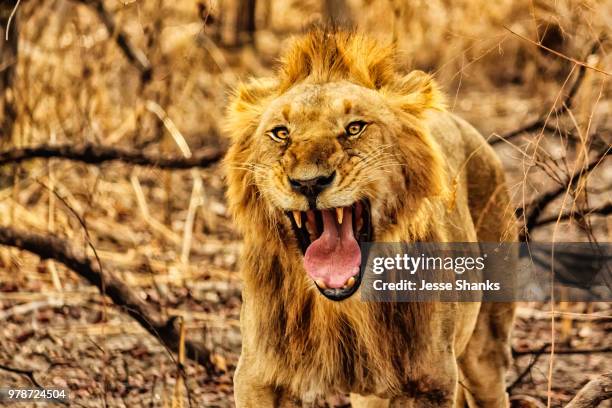 Man Killed in Suspected Lion Attack in Mzimba