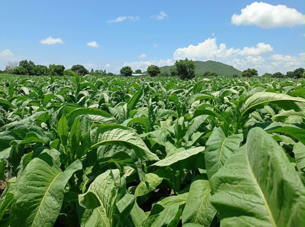 70,000 Tobacco Growers Registered Under Know Your Grower Initiative