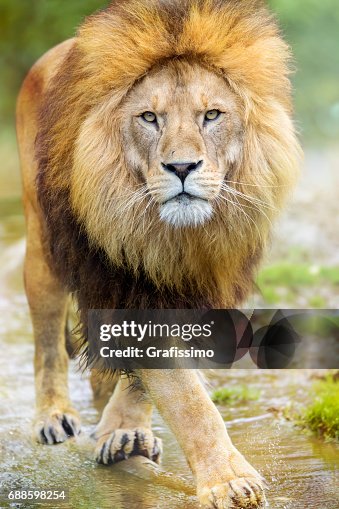 Search for Killer Lion Called Off